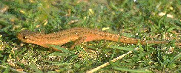 salamander