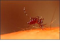 mosquitoes1.jpg (4938 bytes)