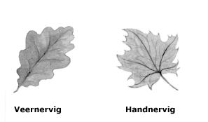 nervatuur1