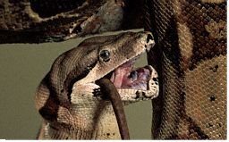 Boa Constrictor